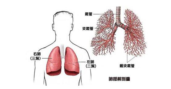 肺癌疼痛点的位置图图片