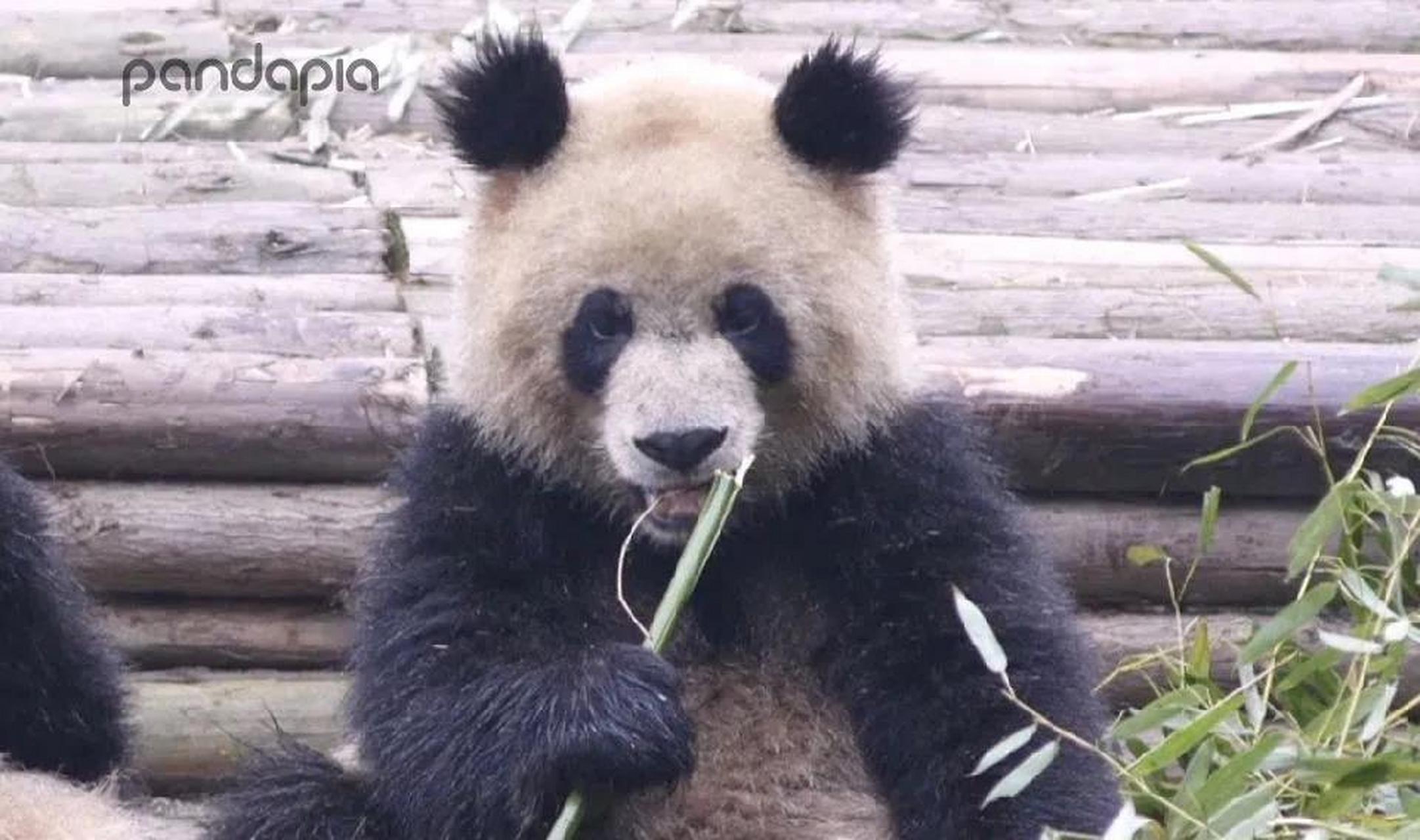 潦草的大熊猫,不能说造型奇特只能说超级奇特#熊猫# #幽默搞笑段子