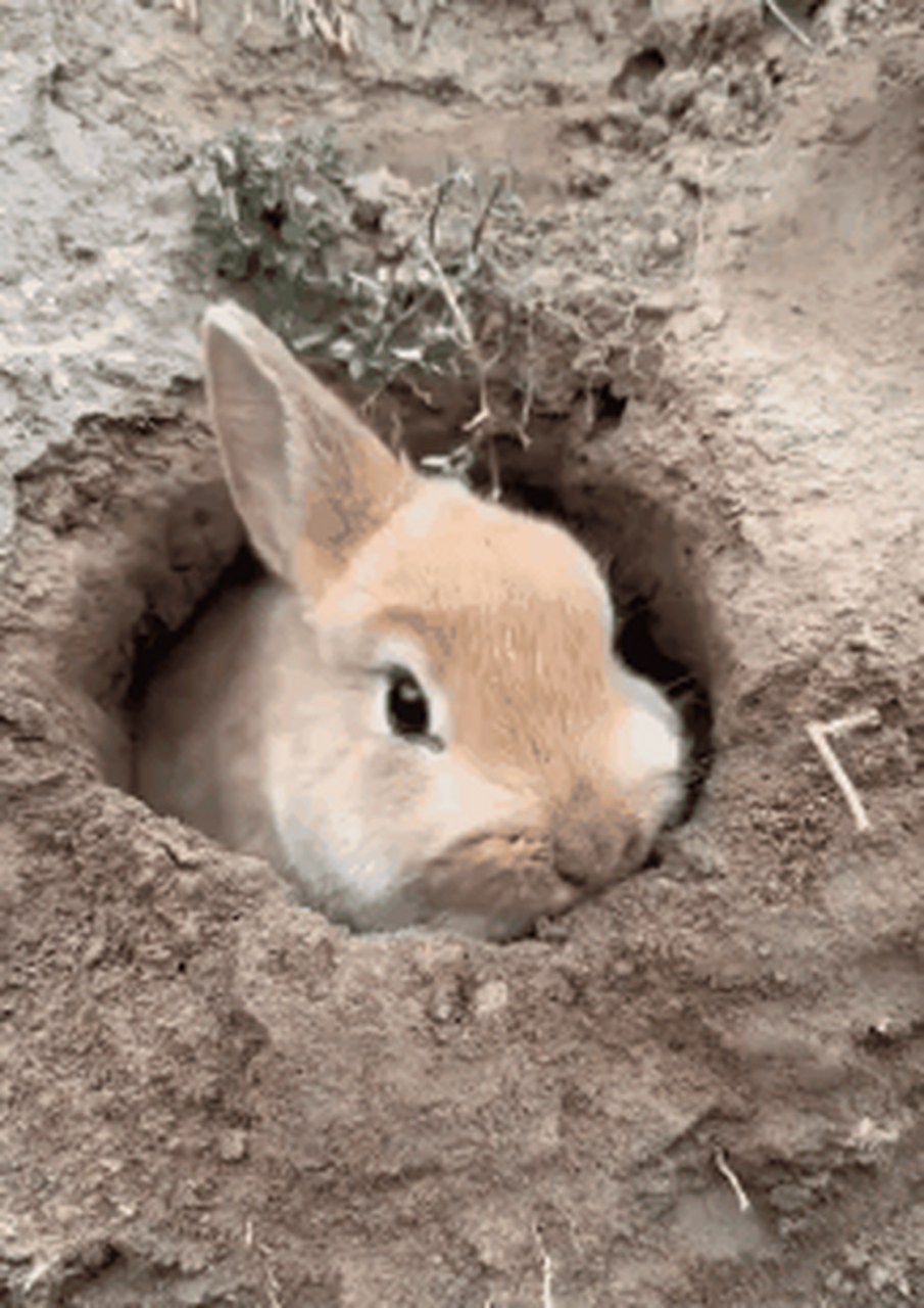 快来看可爱的小兔几[小老鼠]打洞……#可爱的兔子