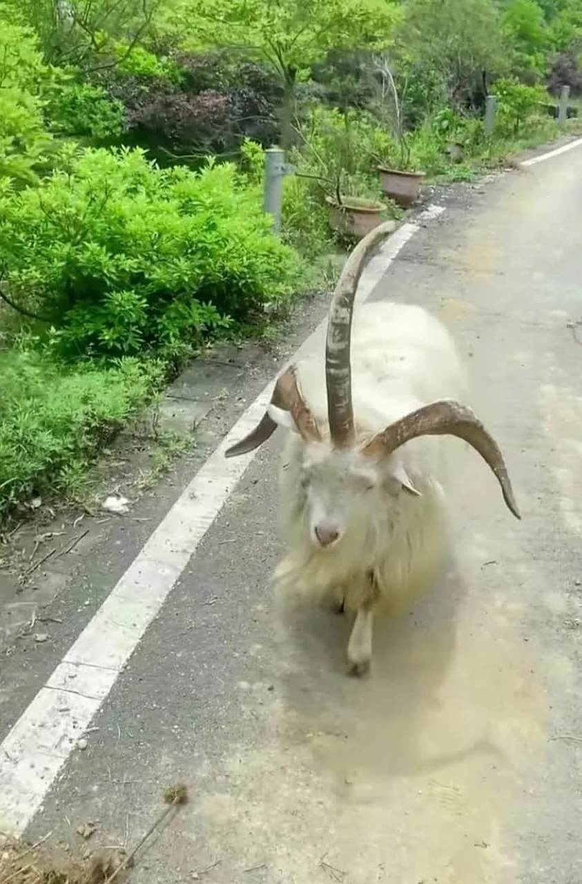 你见过长着三个角的羊吗?[滑稽]