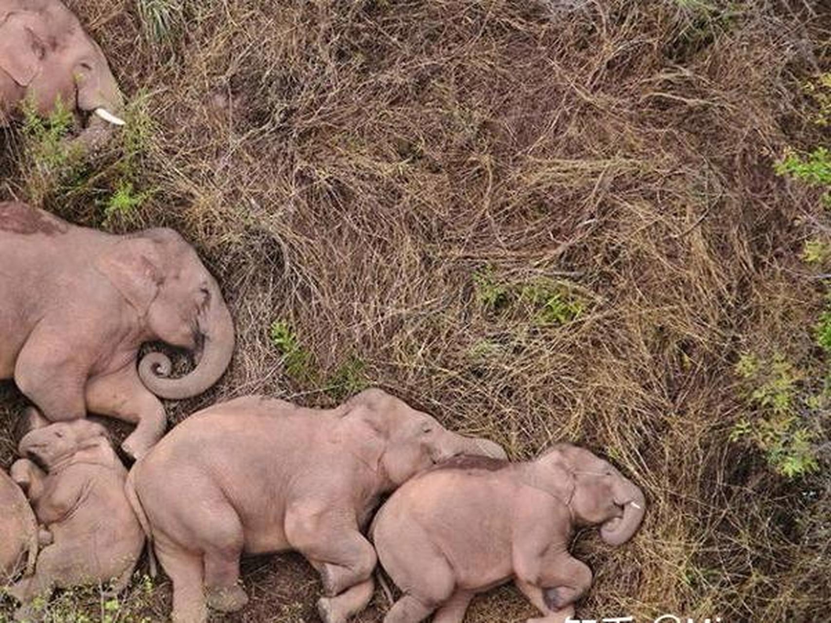大象也是群居动物吗?看它们一起睡觉的姿势也太放松了
