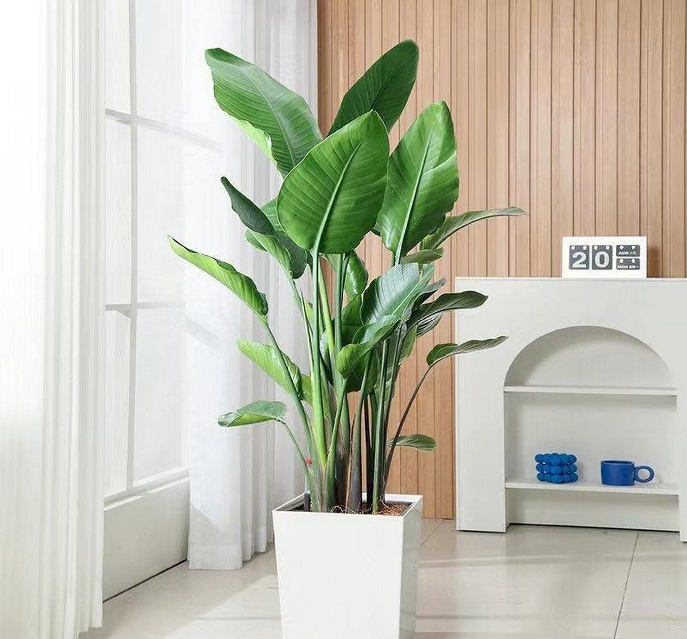 天堂鸟的养殖方法1,施肥:在天堂鸟的生长期间,大概每隔半个月施一次肥