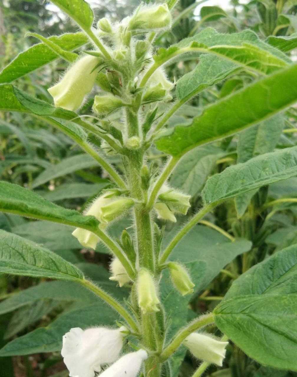 芝麻開花節節高 [耶] 原來一顆芝麻樹能長這麼多芝麻,芝麻花也很漂亮