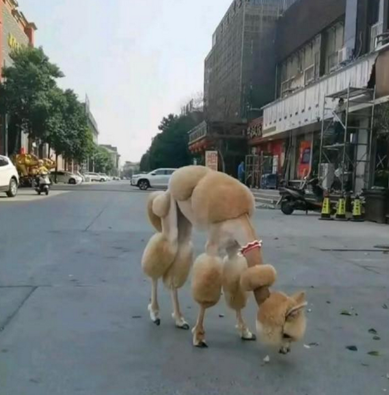 狗子:老子美容院进去一趟,出来成羊驼了!