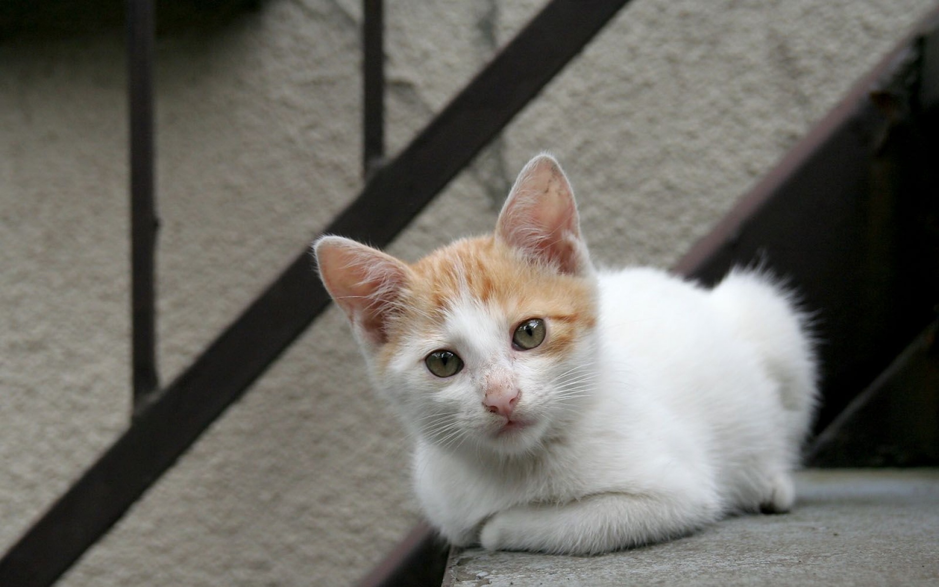 超萌可爱的猫图片壁纸图片