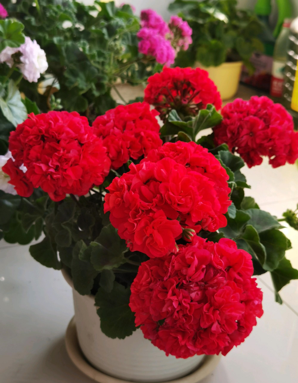 这种花名叫"肯尼",是一款直立型天竺葵,植株低矮紧凑,高仅有20-30厘米