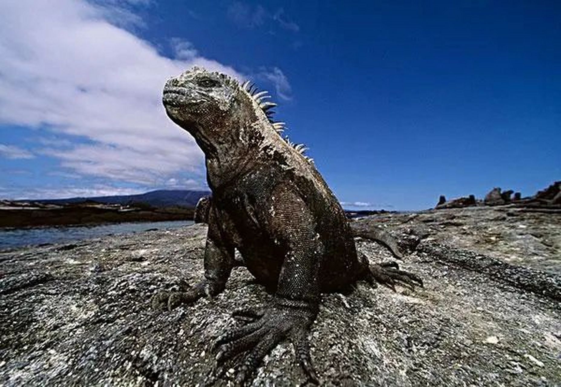 海鬣蜥长相有点凶狠呀 地球唯一水生蜥蜴 爬行速度非