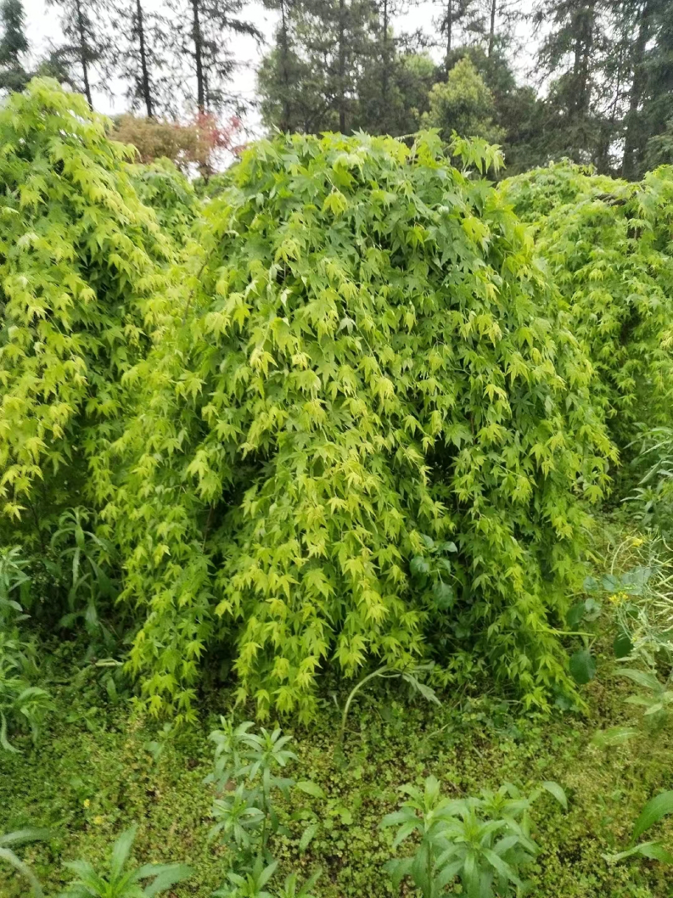 广西桂林全州绿泰苗木基地  主营造型泰乐,流泉红枫,日本红枫,红小袖