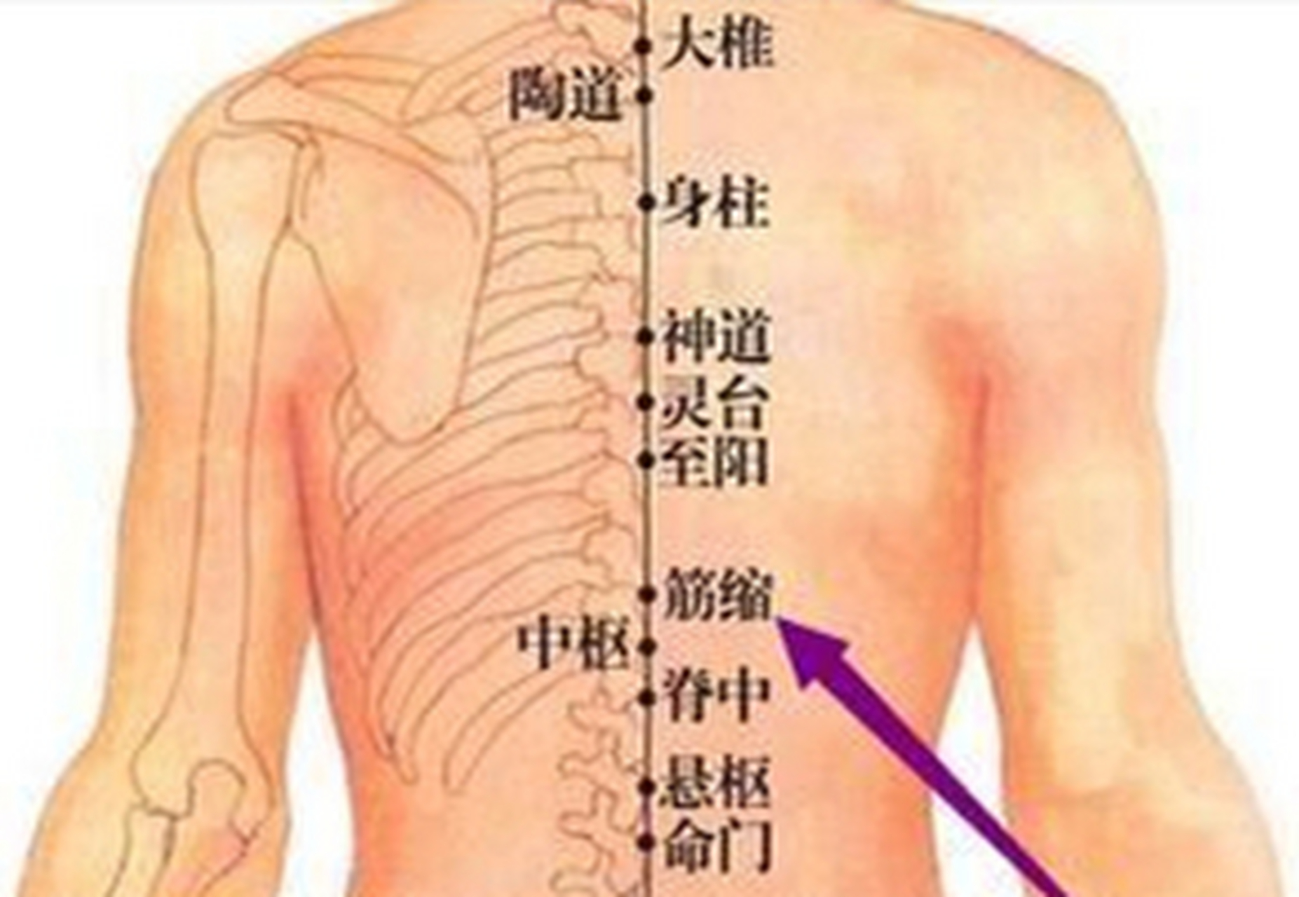 筋缩的准确位置图图片