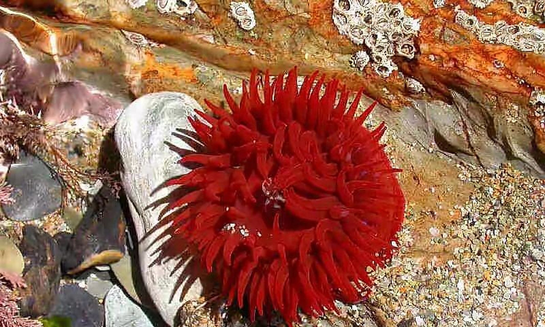 海洋生物-等指海葵 96 等指海葵体型小,全长约3 厘米.