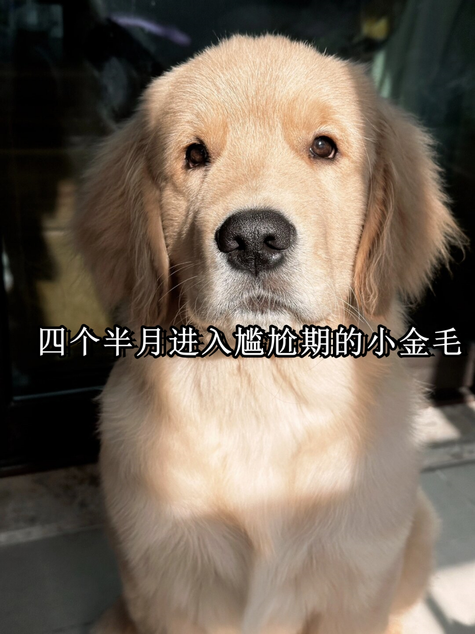 四个半月进入尴尬期的小金毛  金毛的成长速度真的很快!