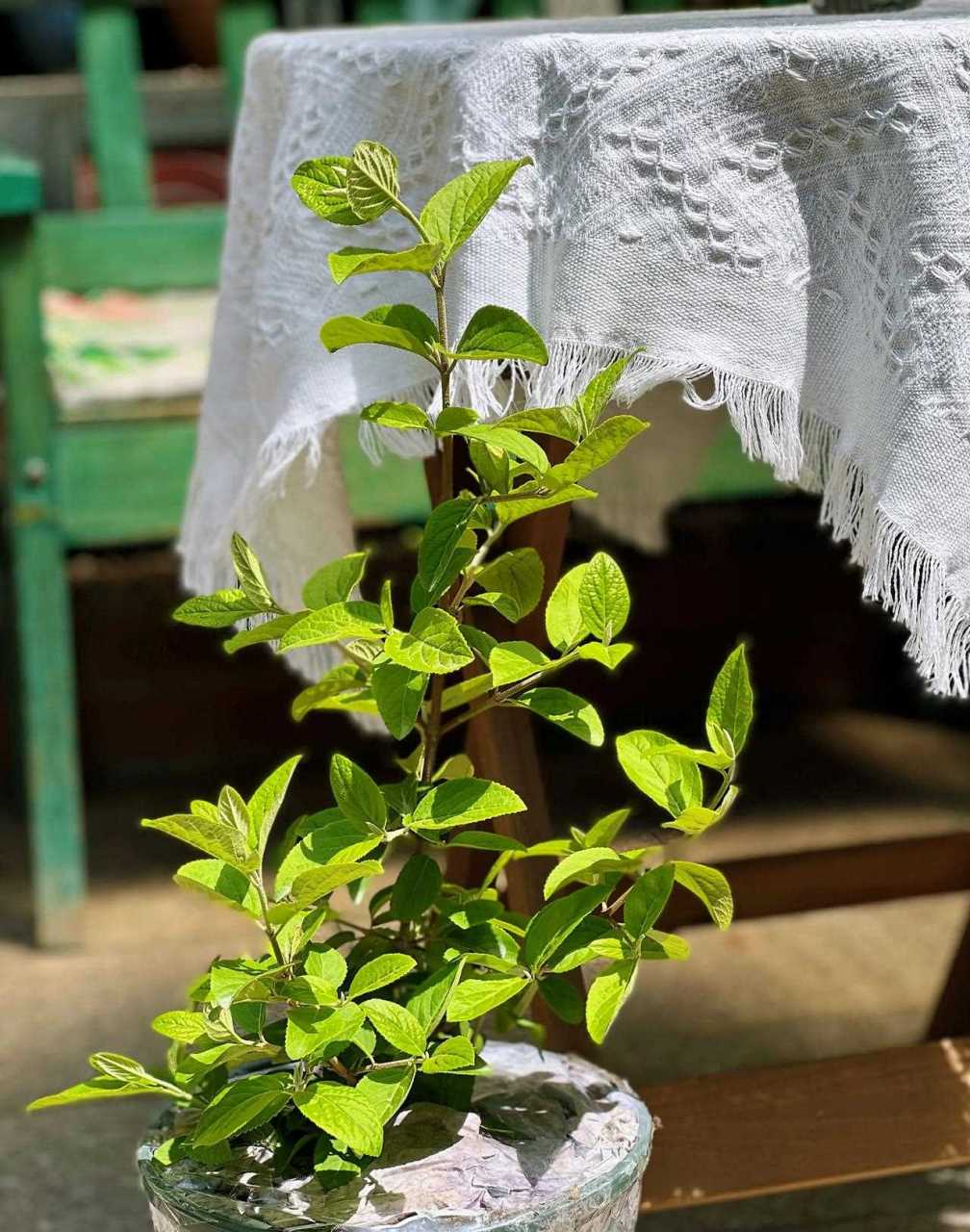 108元两加仑的中华木绣球