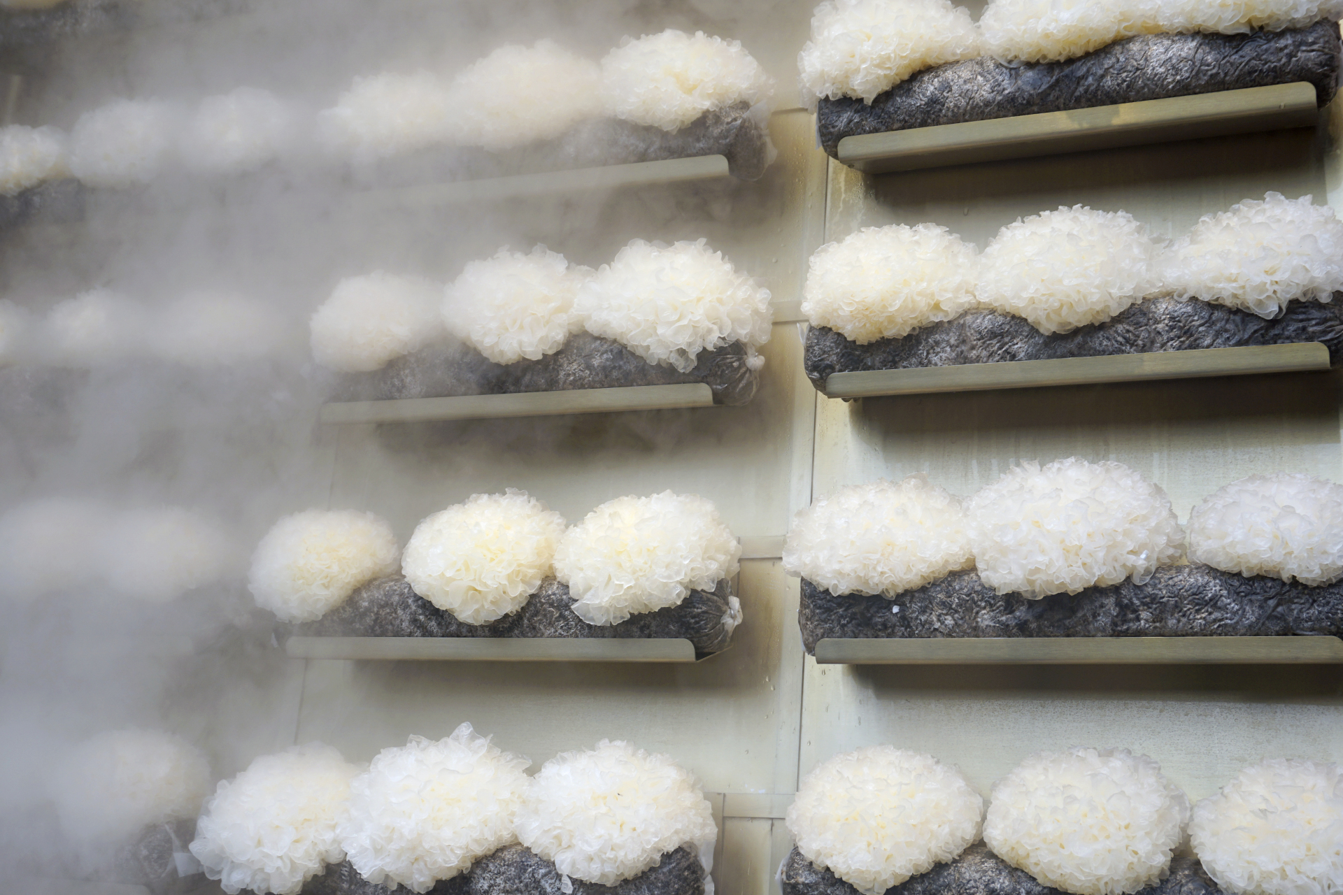 通江银耳自古以养生益年的功效