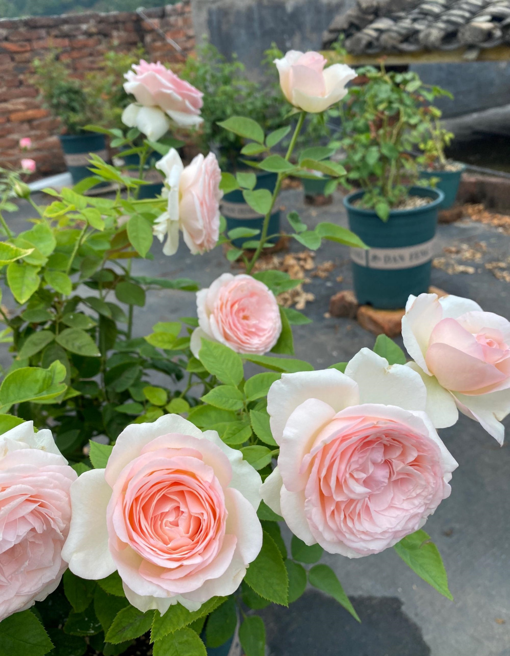 春天,是月季花的"主场",给大家推荐一款很值得养的品种——蒙娜丽莎