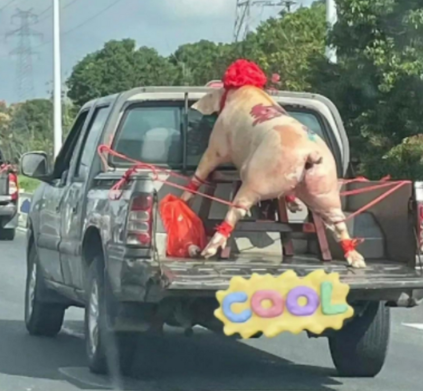 这是拉猪结婚吗?