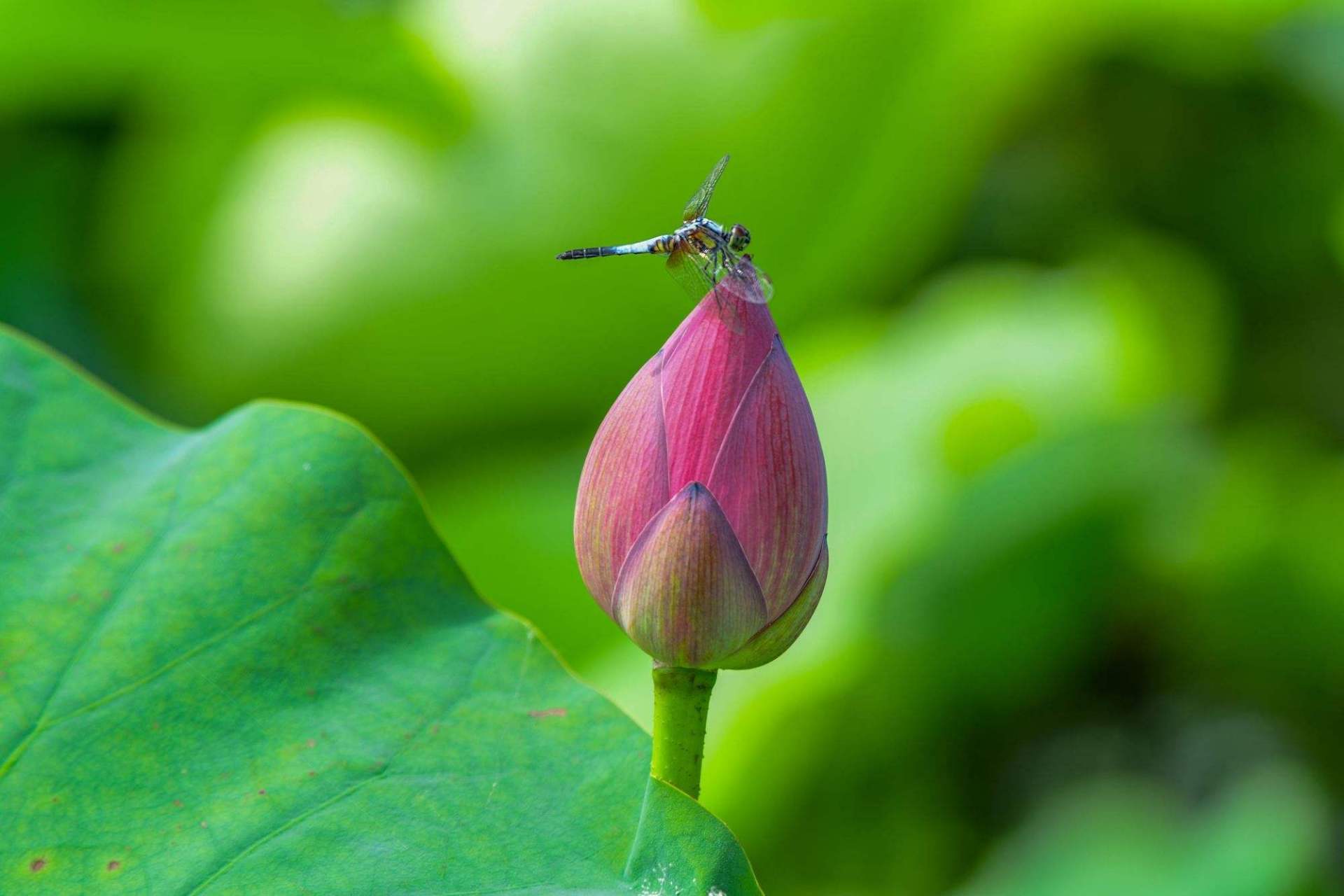 一片风光谁画得,红蜻蜓点绿荷心.