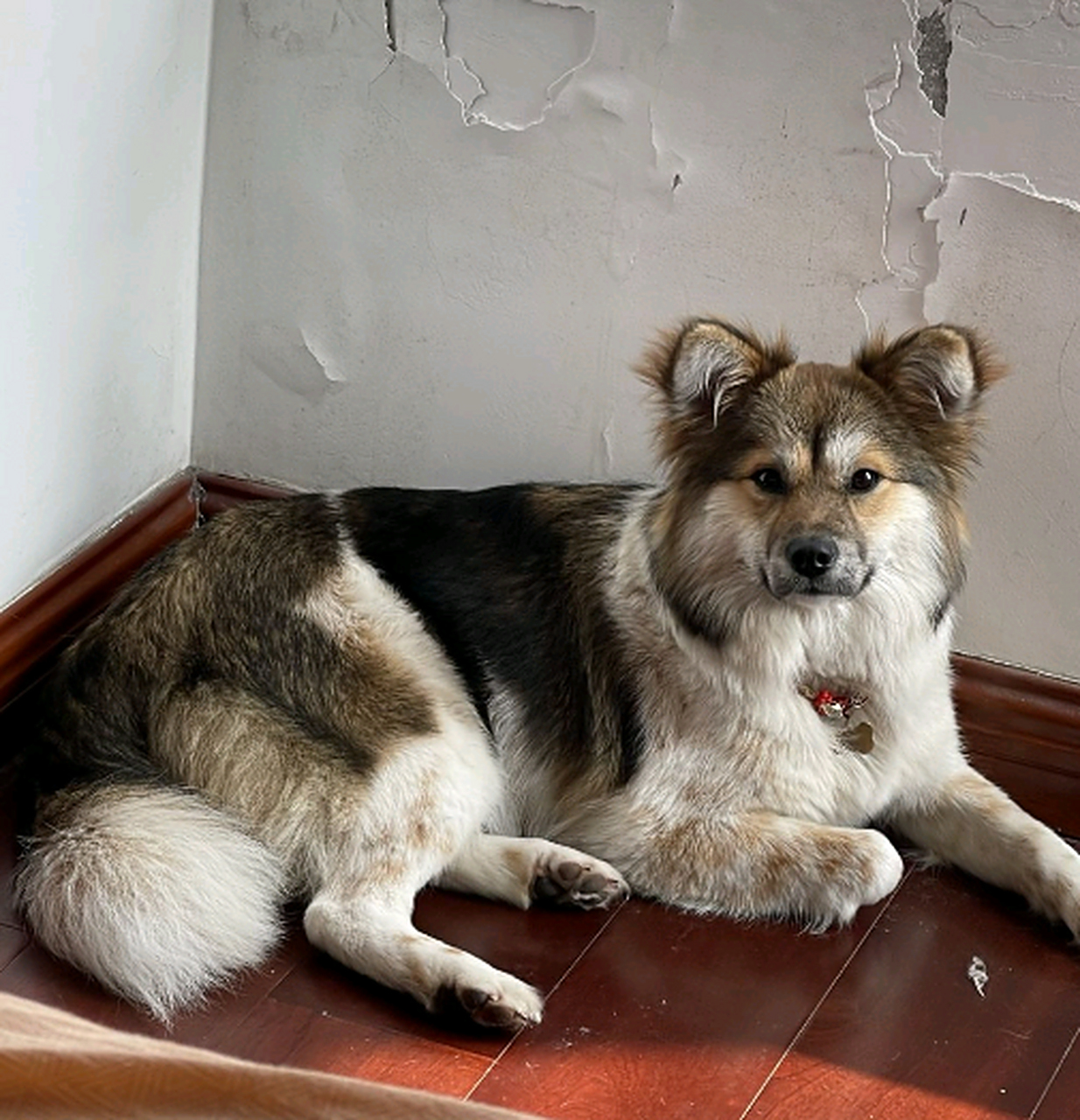 家里的小土狗长大了,长得越来越好看了