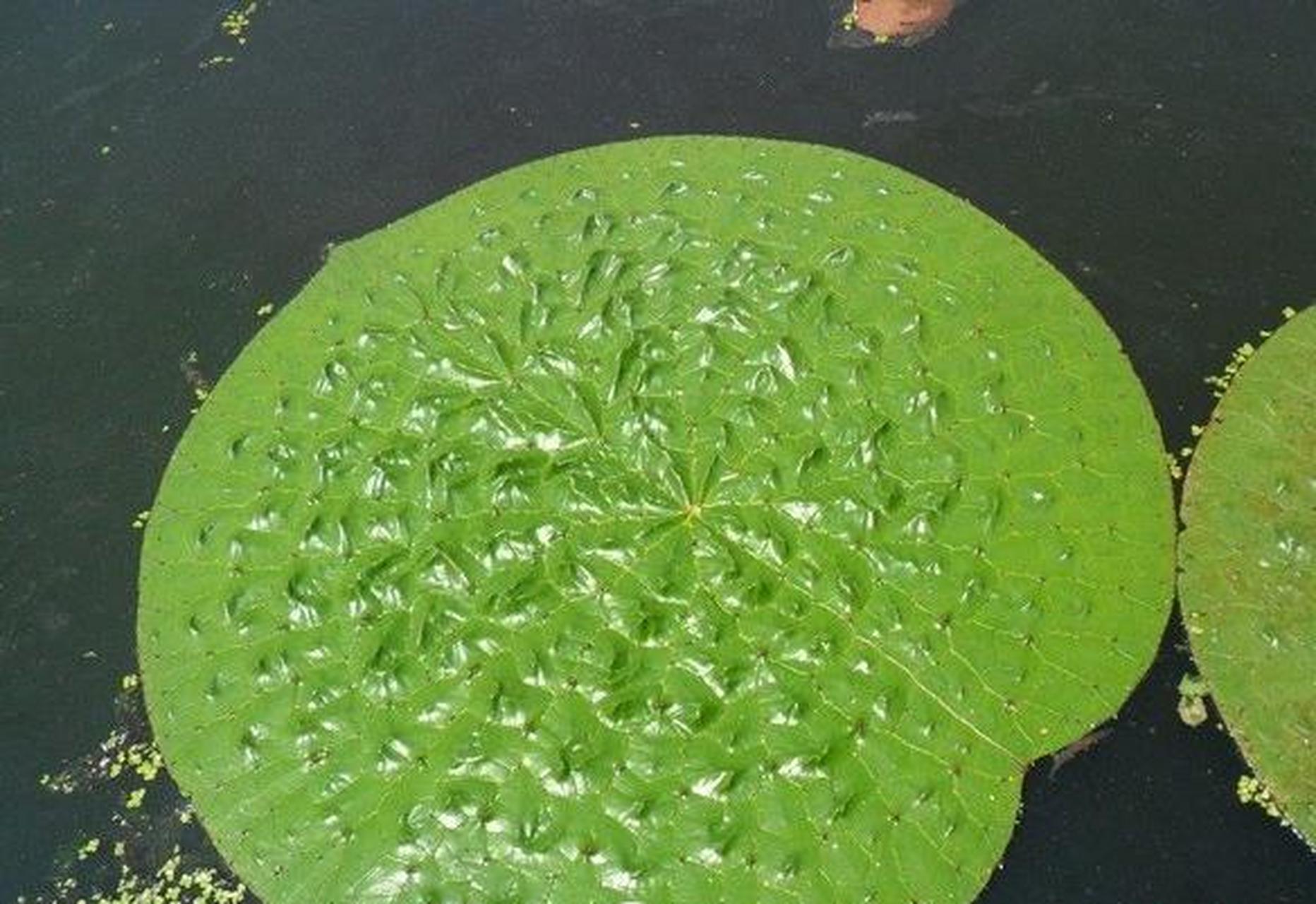 浮水植物是一种生长在水面上或浅水区的植物,根部不附着于底泥,而是