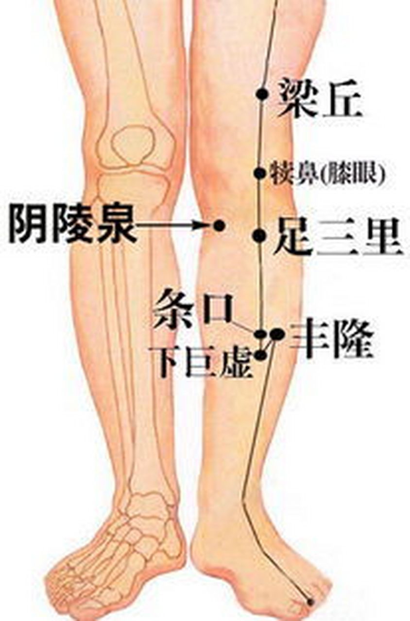 小腿集中了脾胃经的不少穴位,比如足三里,阴陵泉.