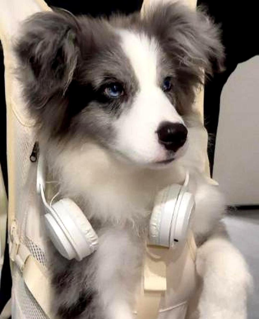 这只陨石边牧太帅了,让我无法自拔!