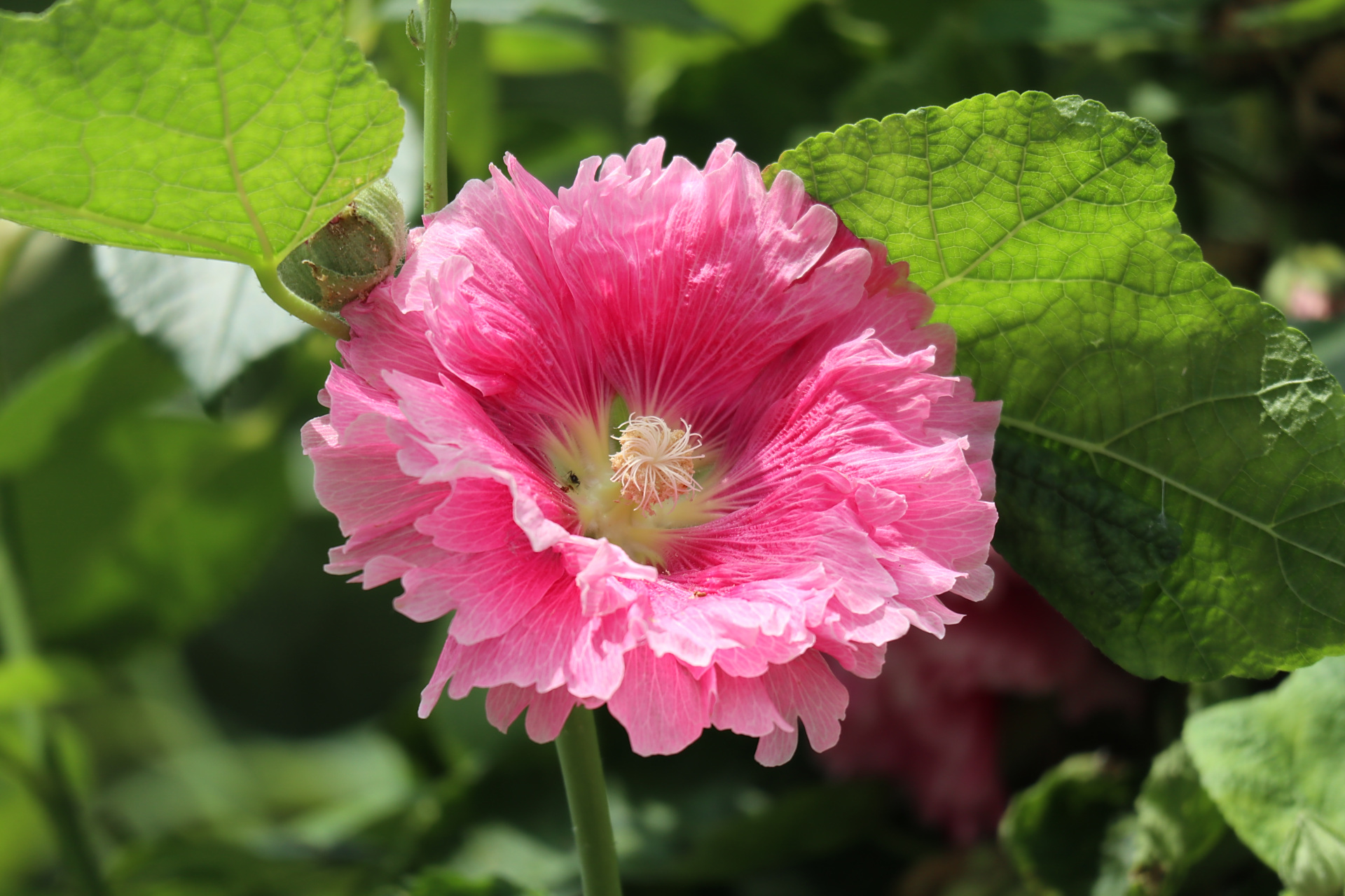 蜀葵,别名一丈红,大蜀季,戎葵,是唯一以"蜀"命名的中国古老植物.