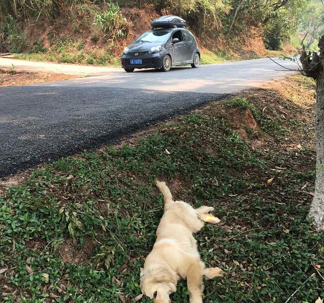 小伙带俩狗子自驾旅行(带上狗狗的自驾i游的游记)