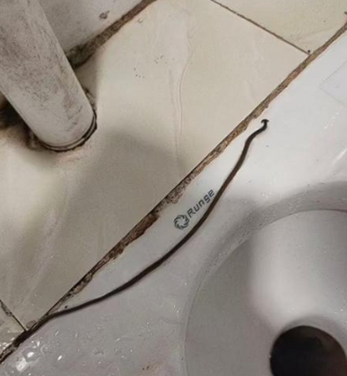 上厕所上一半不知道从哪窜出来这么一条虫子,这是个啥东西?