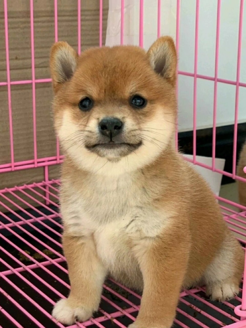 柴犬两个月标准图片