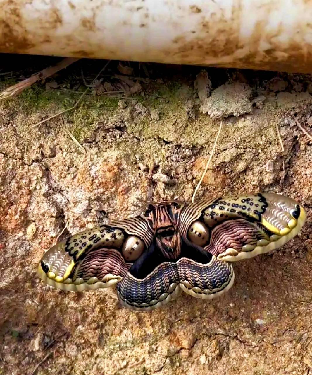 这种昆虫是亚洲地区常见的一种蝴蝶,被称为亚麻蝶.