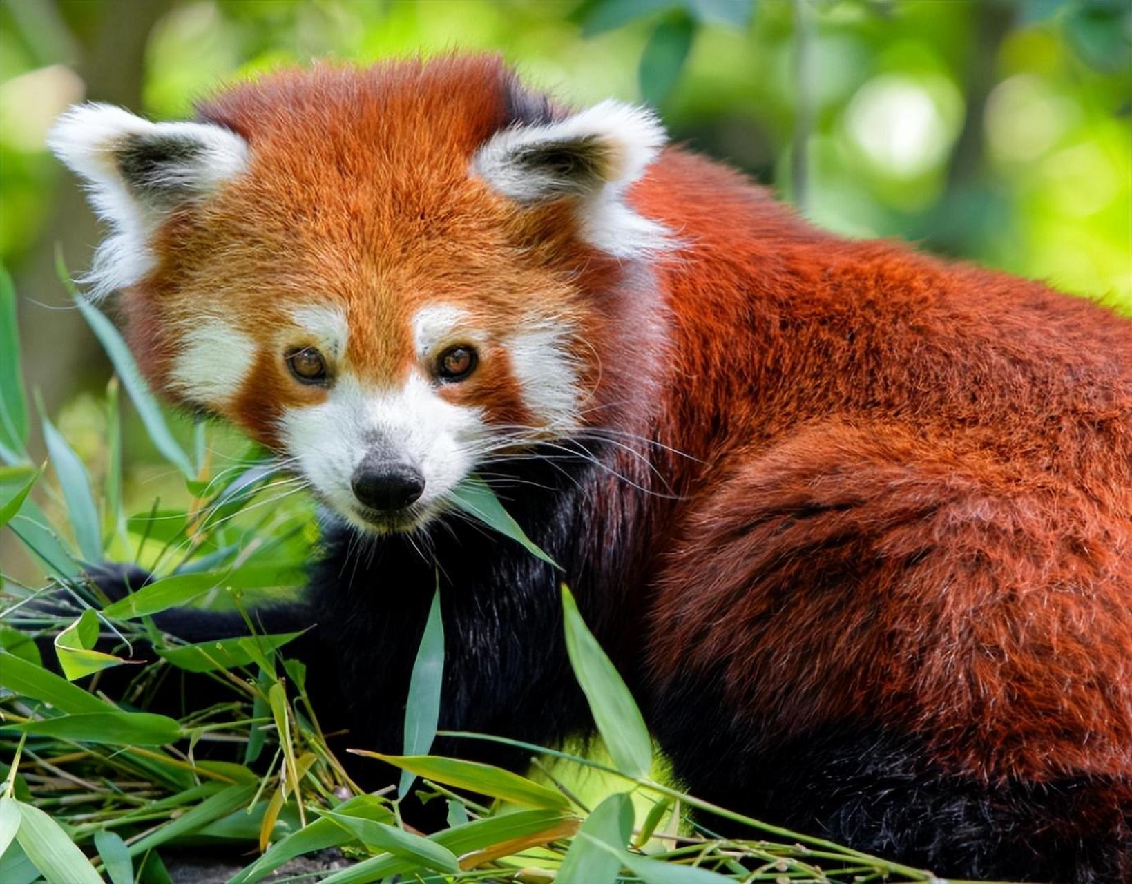 颜值逆天的50种动物:小熊猫,外形像猫,但较猫肥大,全身红褐色,是世界