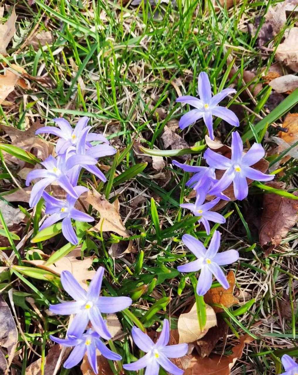 这花的名字是glory of snow,翻译成中文就是雪的荣耀.