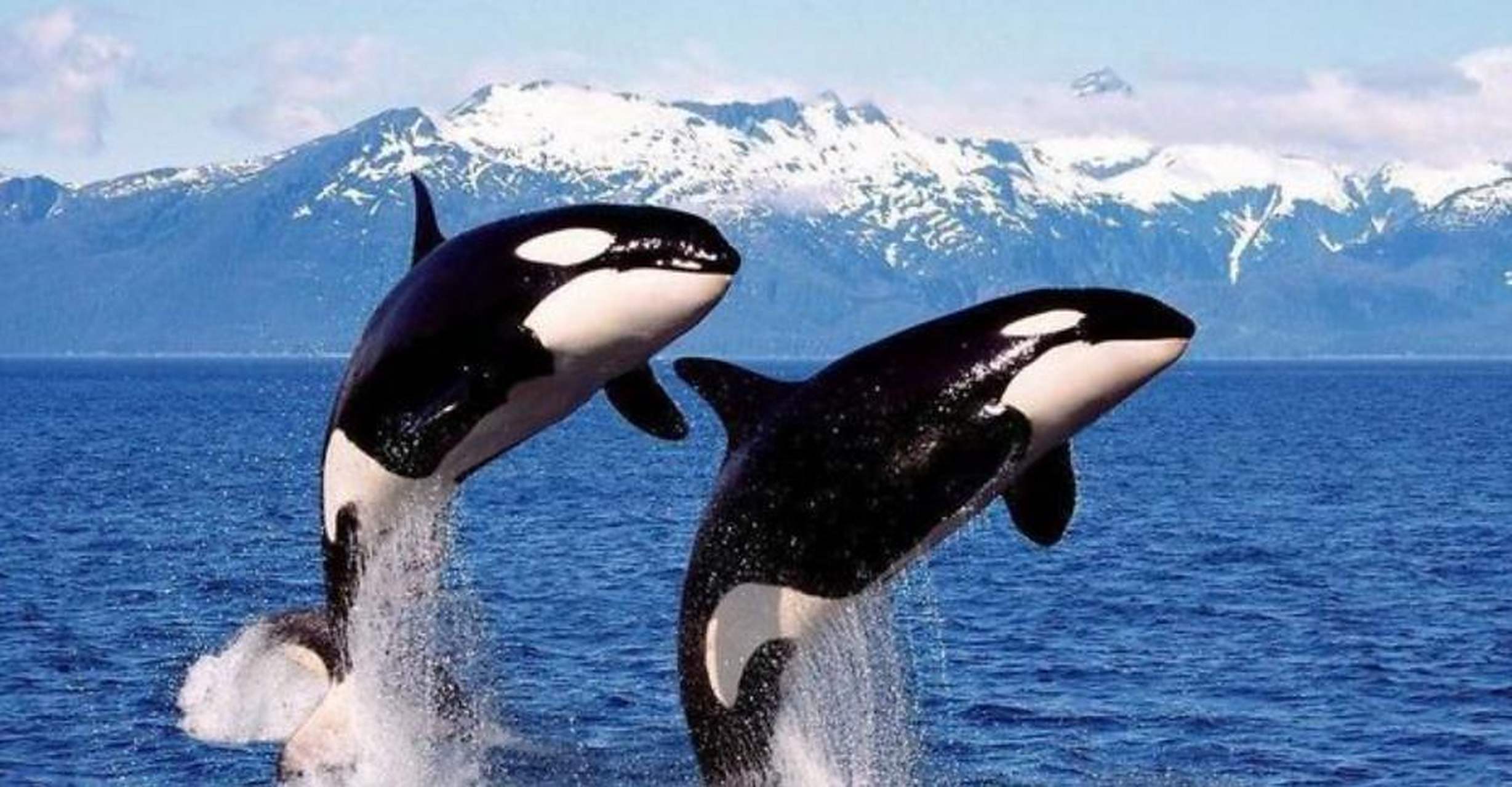 没错,浮现在你脑海里的就是有着"海洋歌唱家"美誉的 座头鲸 .