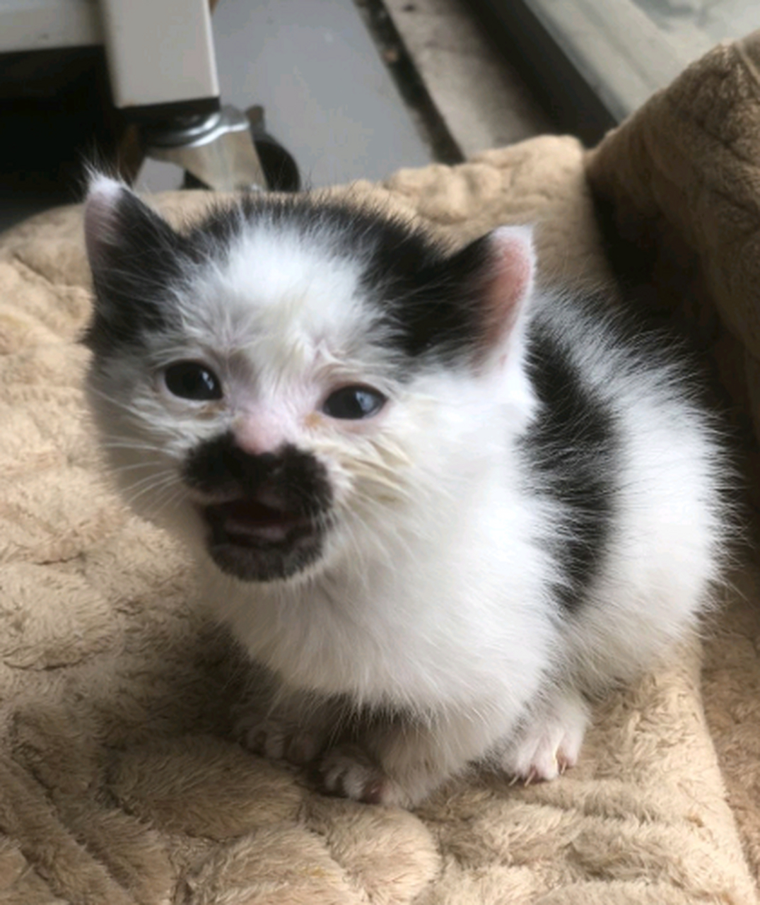 小猫这么小,就长胡子了?