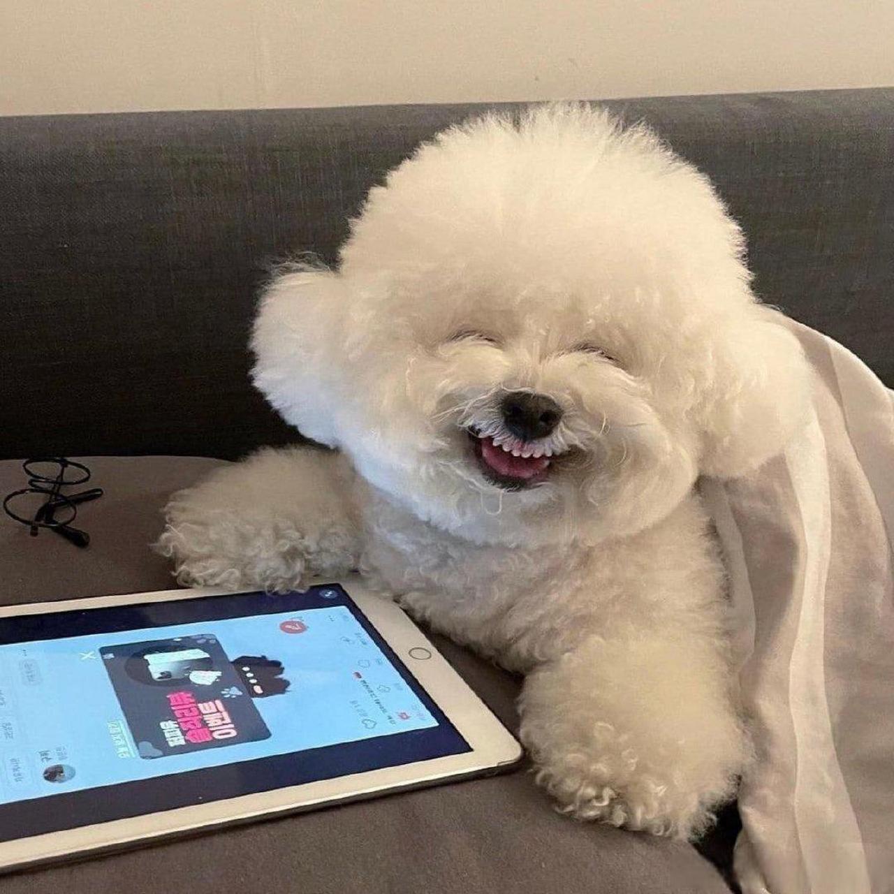 狗狗微笑的照片图片