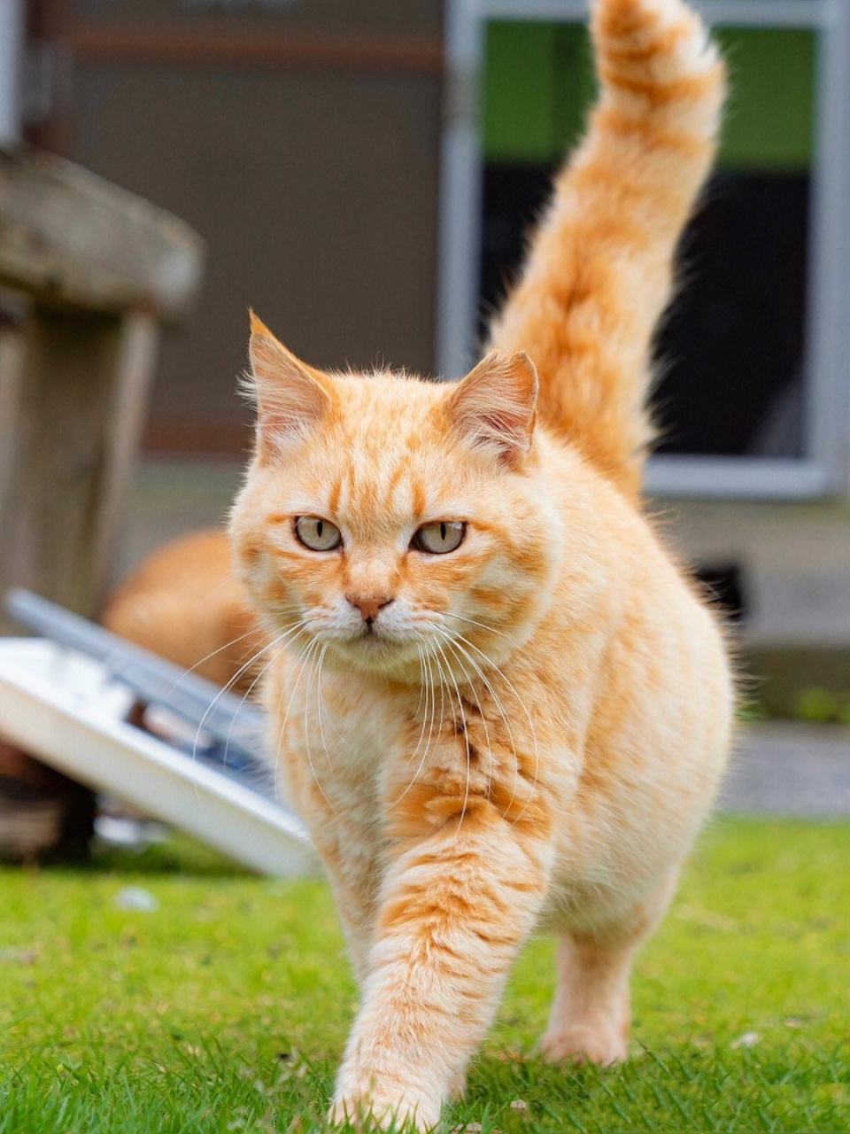 猫咪高高竖起的尾巴,是快乐的象征.