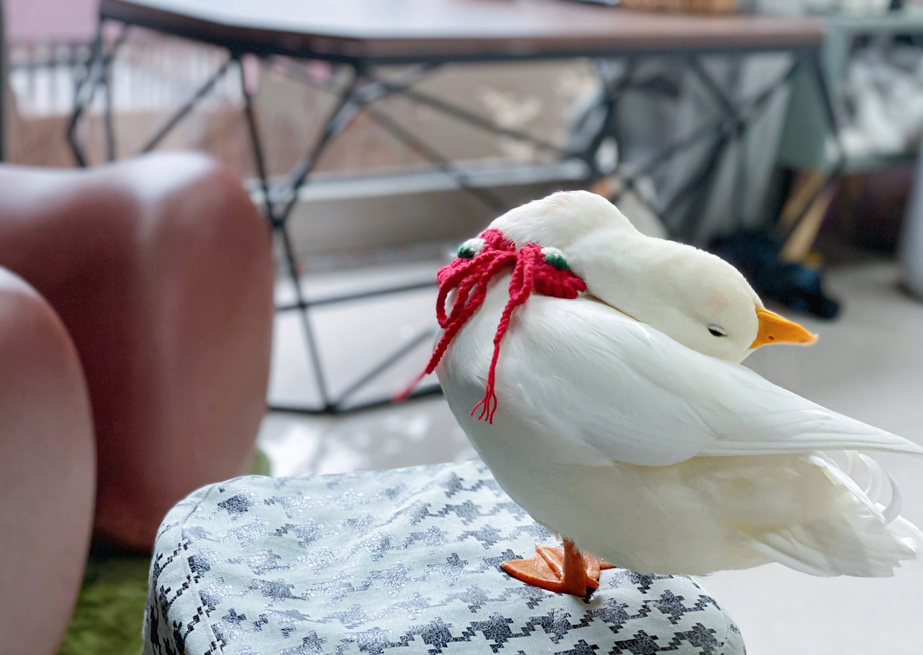 为了挣脱围兜 使出的浑身解数#又有异宠火出圈