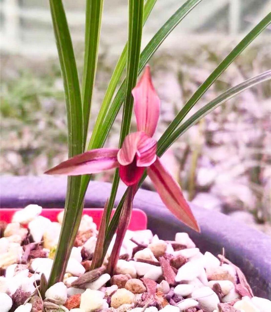 春兰腾越红素,红如玫瑰,鲜红欲滴 山东淄博金浩兰苑刚开的春兰腾越红