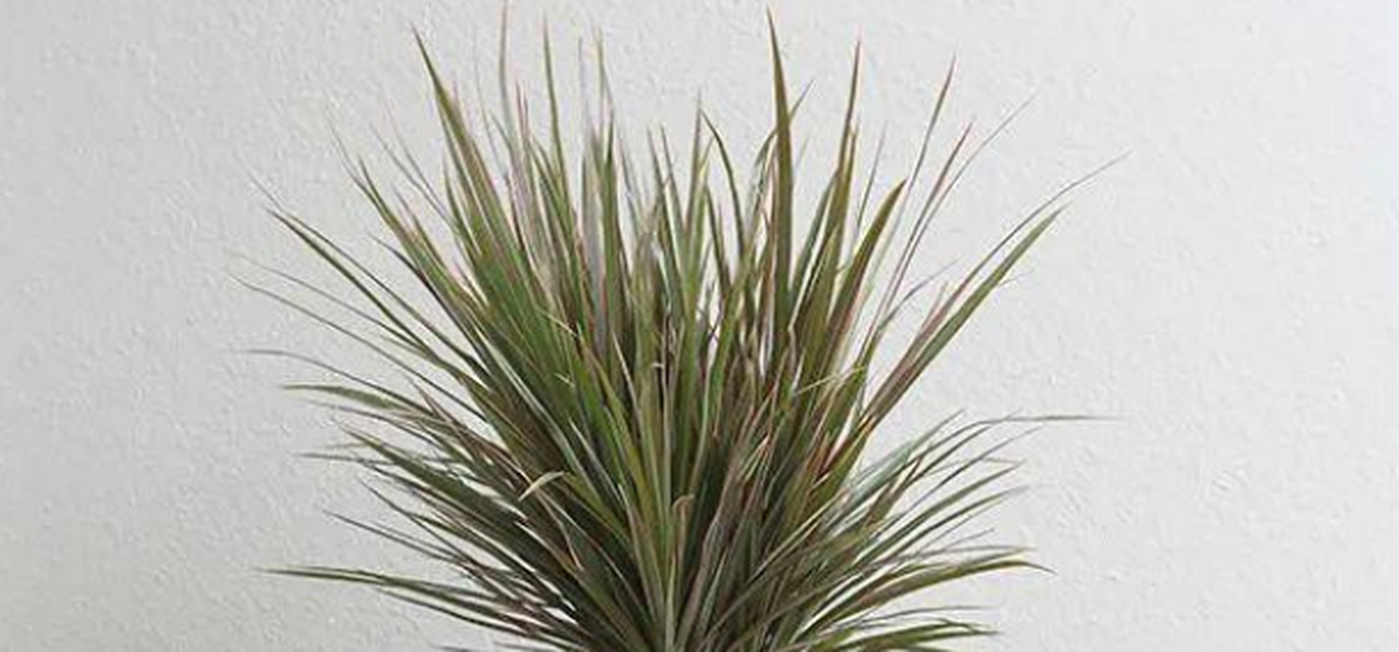 千年木又名红边龙血树和马尾铁,名字听着很霸气,但其实是比较矮小的