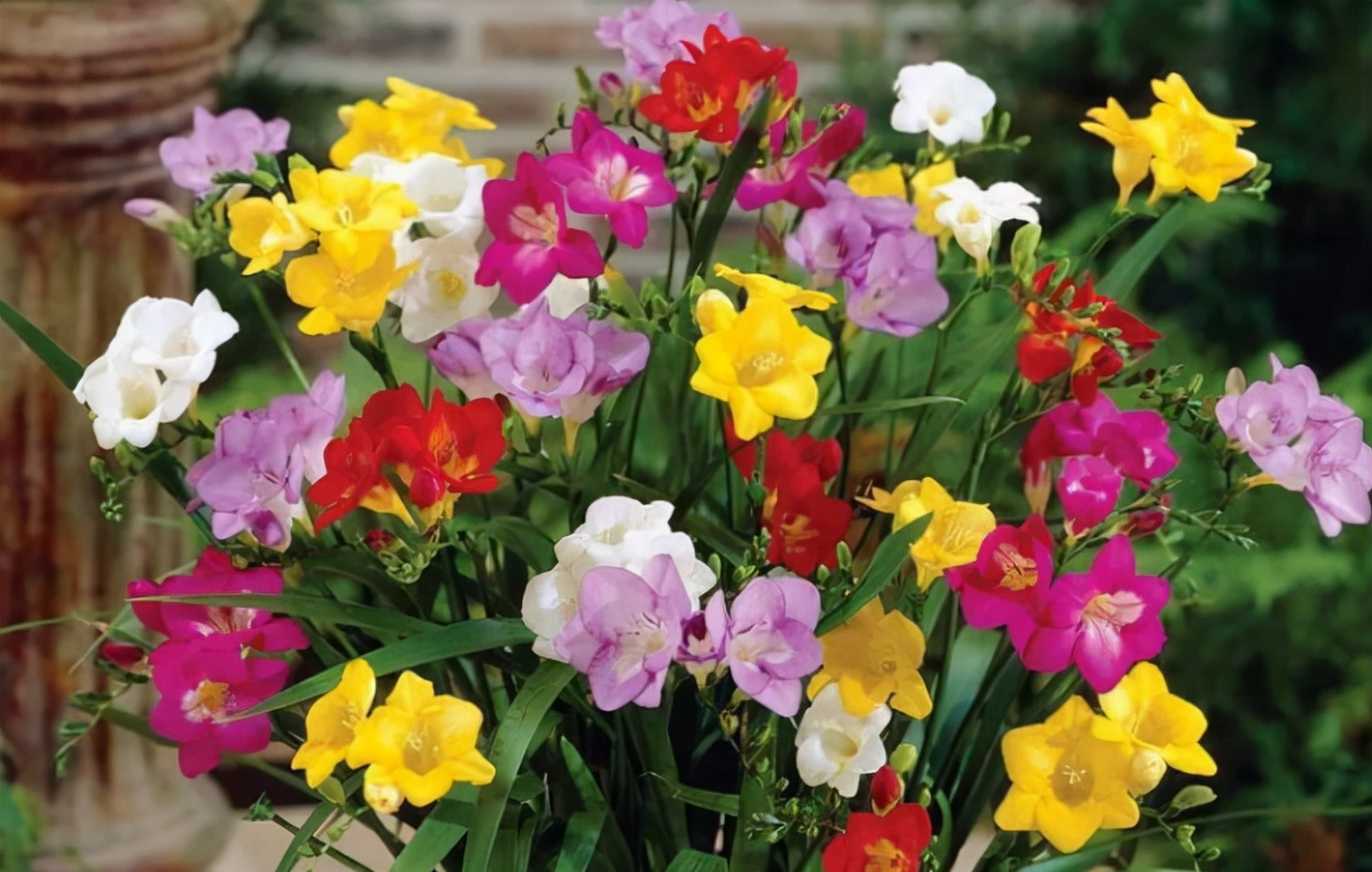 米兰花又叫四季米兰,是颇受大家喜爱的观赏花卉,它株形丰满,枝叶繁茂