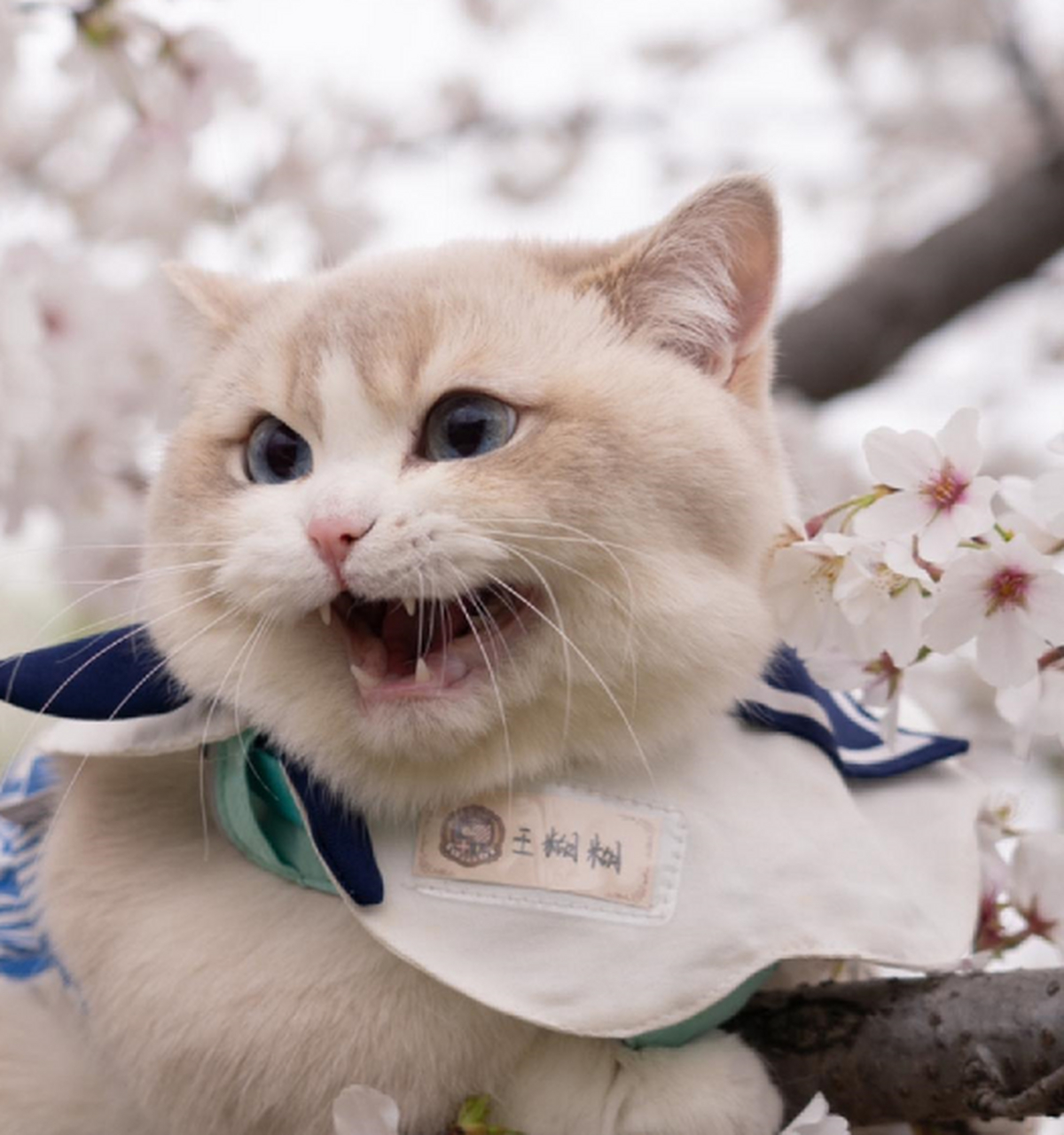 杭州你是懂浪漫的,春天樱花和猫咪才更配