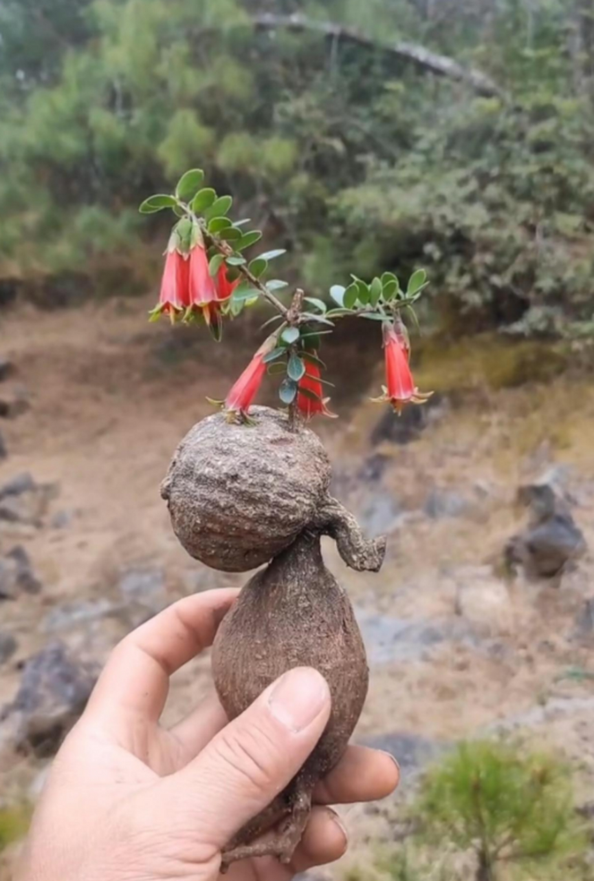 奇怪的酷家伙新植物图片