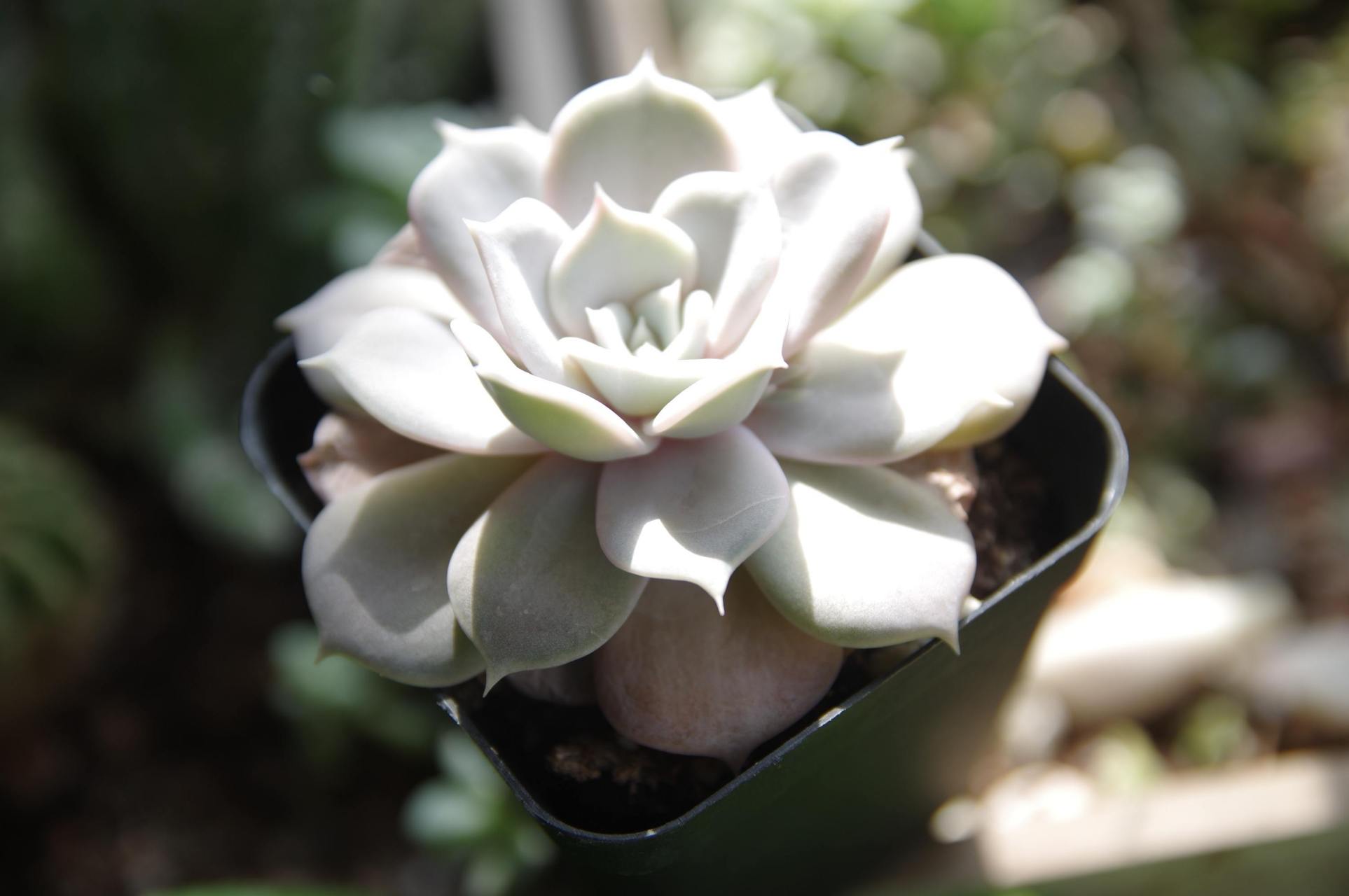 多肉初认识——丽娜莲 丽娜莲是景天科 景天属 中大型品种,单头直径