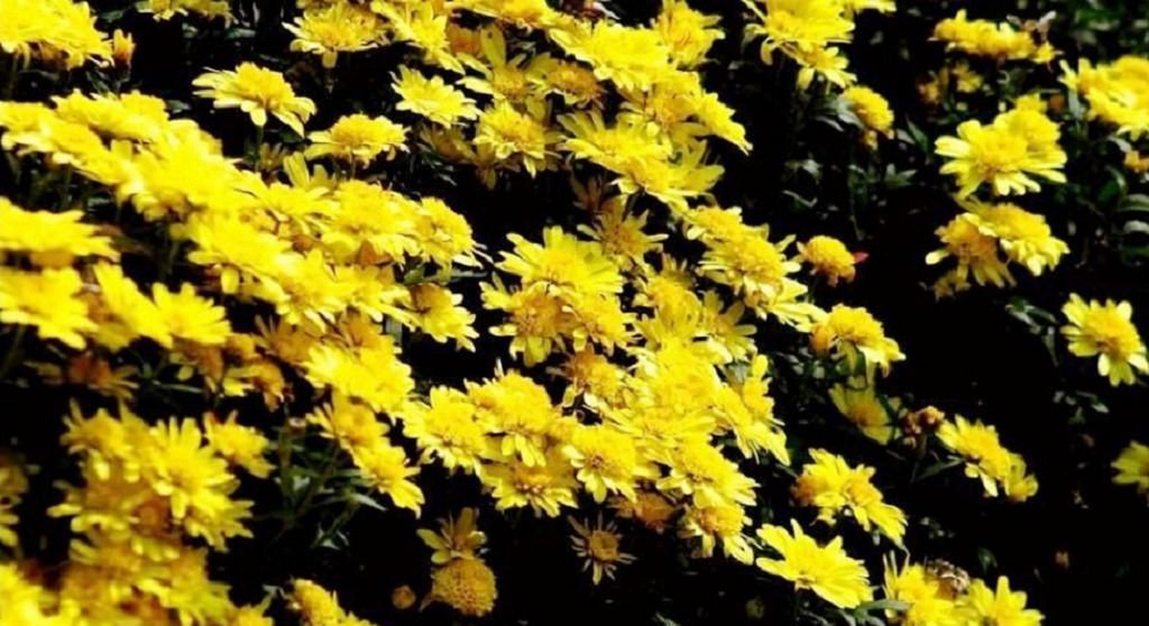 重阳节为什么要插茱萸?