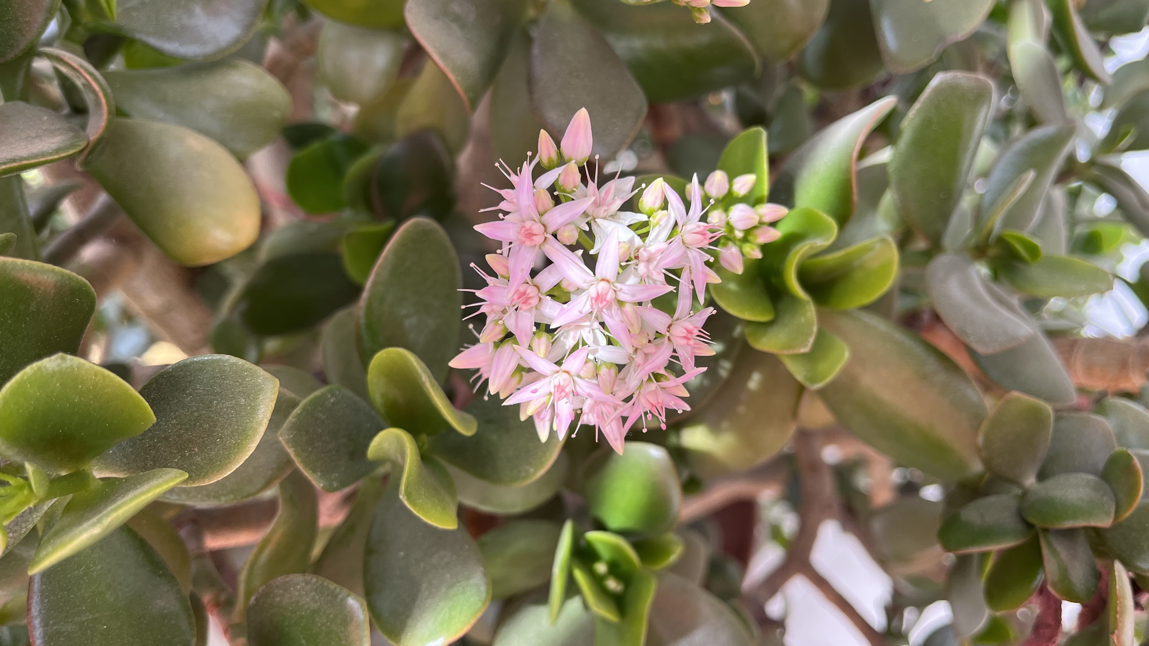 养花# 玉树过了一个春节感觉长势更加喜人了,从开始的几朵花到现在的