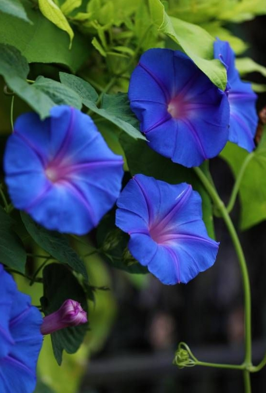 美国宿根牵牛花,没有种子,多年生,一年就能爬满墙,整出个蓝色花墙,主
