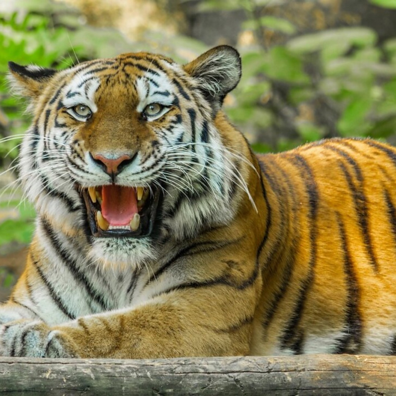 老虎是一种大型哺乳动物,属于猫科动物