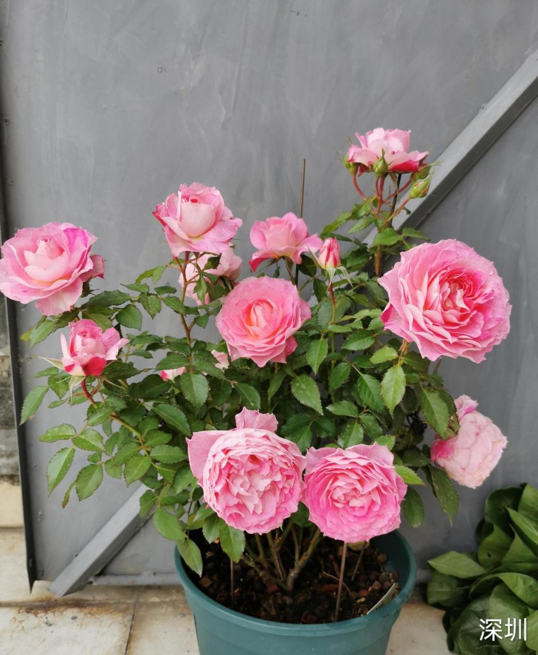 海神王阳台,一种矮壮的微型月季花,和阳台十分搭的新型盆栽绿植,高