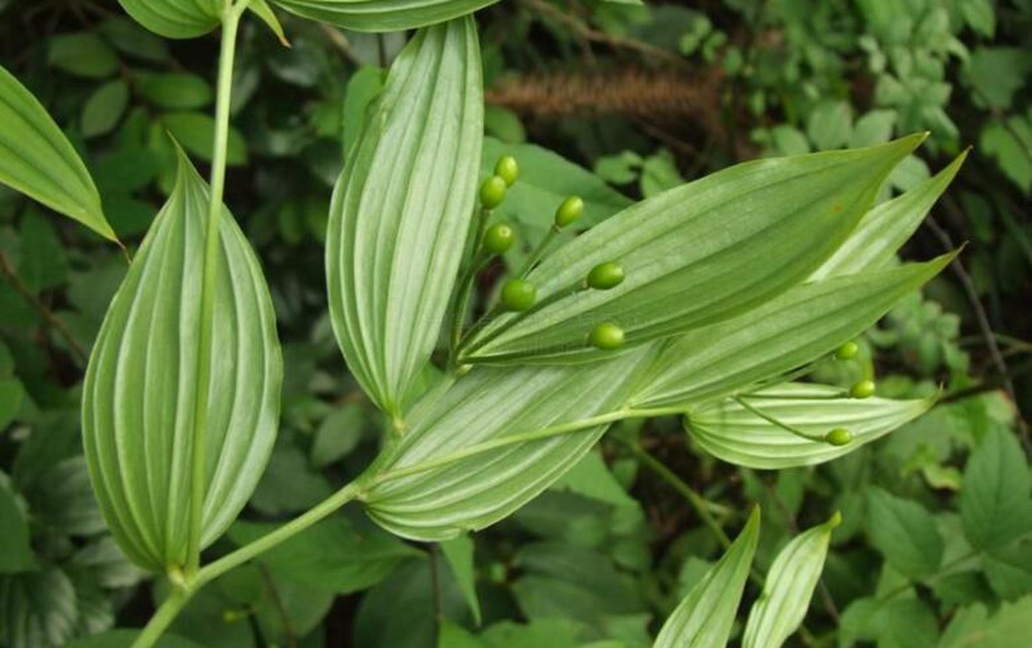 公园常见的植物之一——万寿竹  11566万寿竹简介  万寿竹是一种