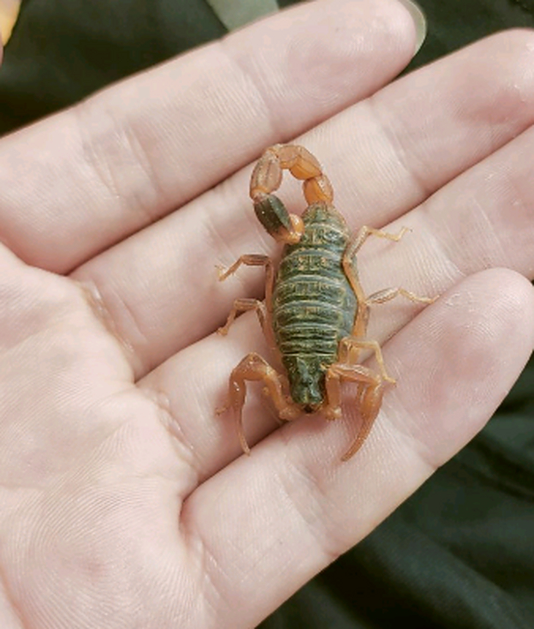 这种蝎子是有毒的吗