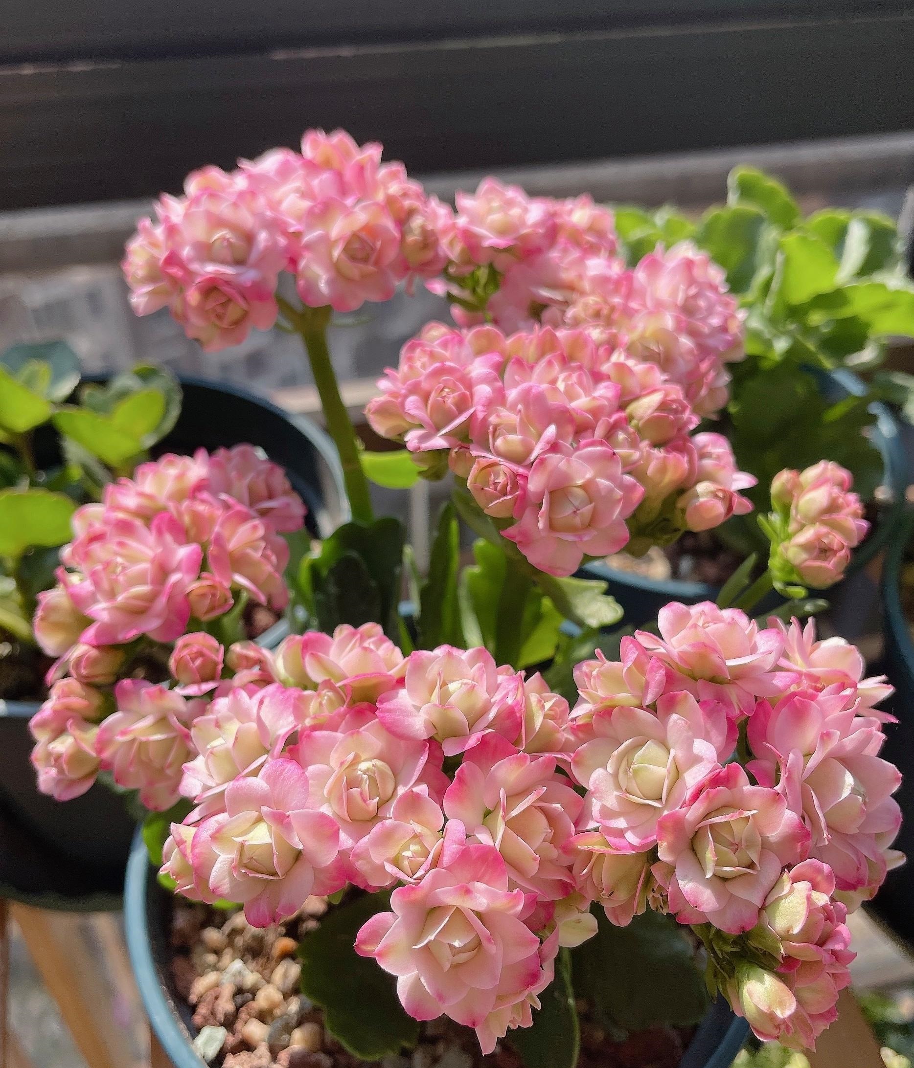 奇趣植物在我家# 长寿花——璎珞,又美又仙的品种,花色富于变化,醋舷